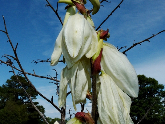 {Yucca gloriosa}